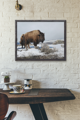Yellowstone Bison Poster Print Wildlife West Wall Art