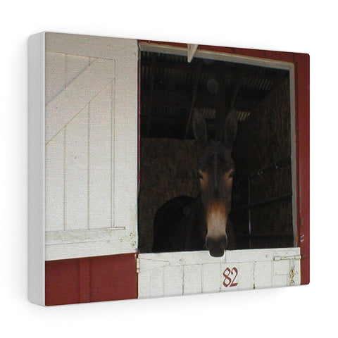Brown Mule in Barn Canvas Gallery Wraps Western Wall Art 