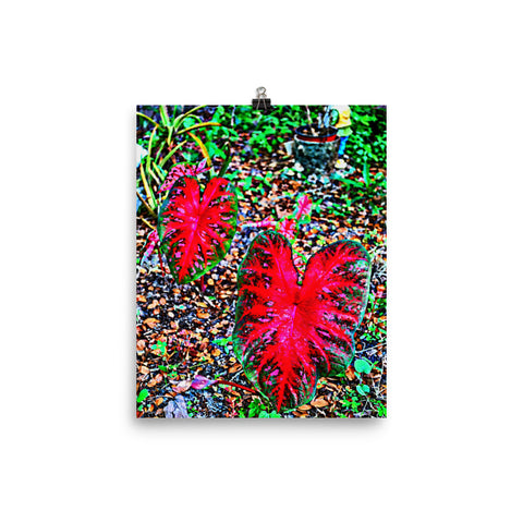 Red Caladium Poster Print Wall Art for Home, Garden Nature Decor